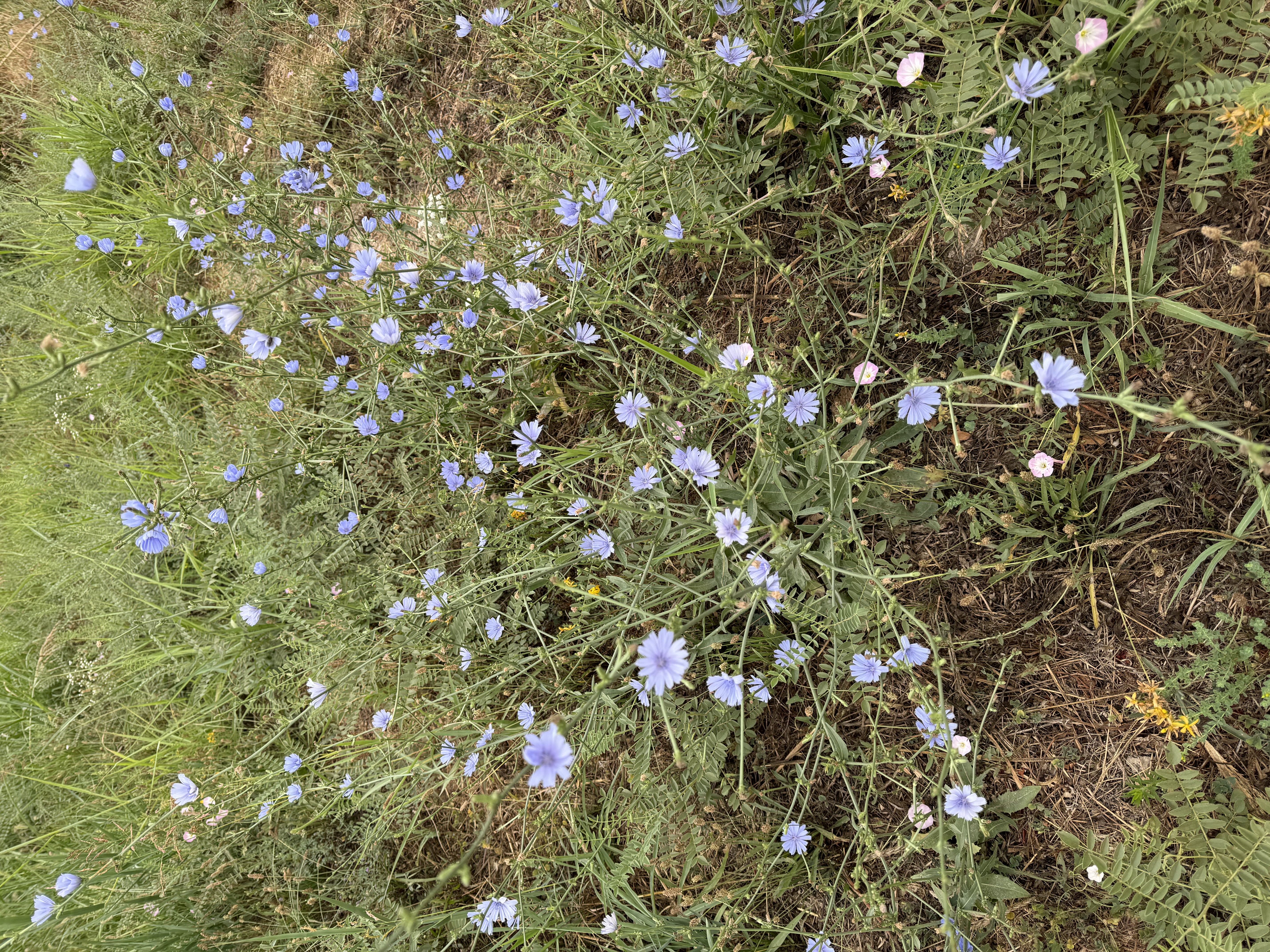 Plant Image